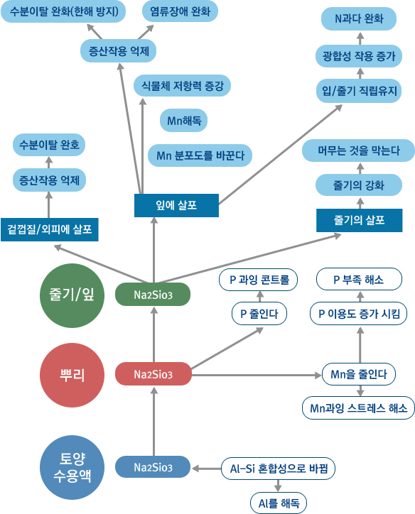 수용성규산염(SIO3) 농작물및 토양에 미치는 영향